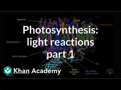 Free Video: Photosynthesis - Light Reactions from Khan Academy | Class ...