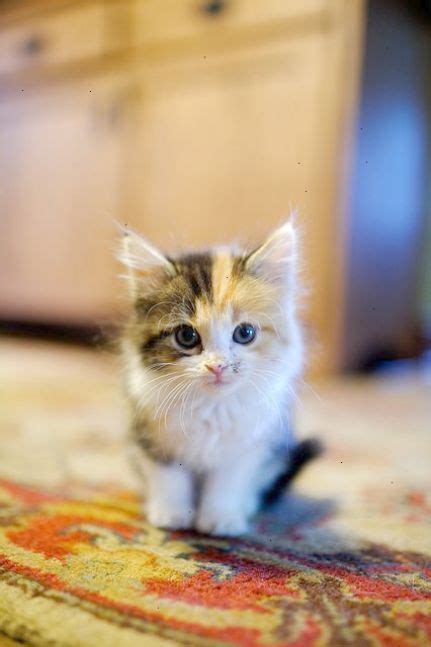 Sweet Little Calico Kitten Kittens Cutest Cats And Kittens Cute Cats