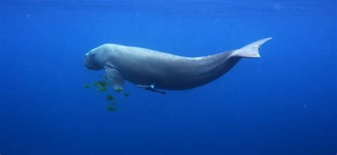 Papua New Guinea Liveaboard Diving Scuba Diving Earth