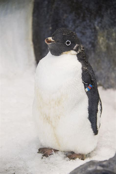 Seaworlds Wetsuit Penguin Gets New Coat Of Feathers Orlando Theme