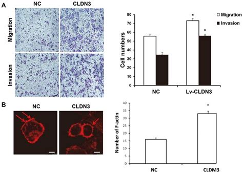 Effects Of Cldn3 Overexpression On Htr8svneo Cell Invasion And