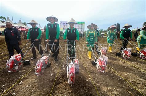 Penanaman Jagung Nasional Pangdam Iskandar Muda Antara Foto