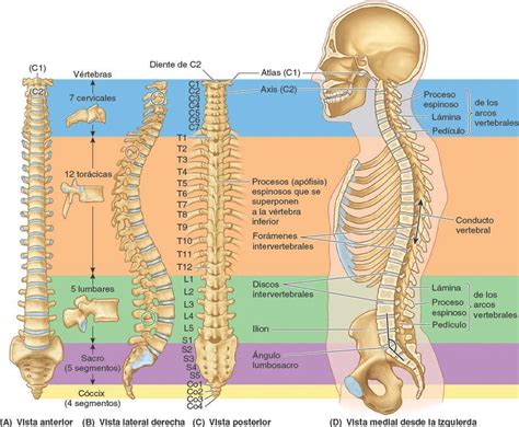 01 Descripción General Del Dorso Y La Columna Vertebral Enfermería