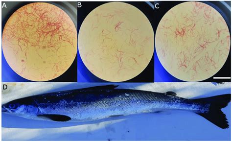 Gram Stains Of Tenacibaculum Finnmarkense Ay7486td Isolates Li C6