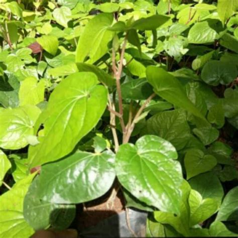 jual tanaman herbal sirih hijau bibit tanaman sirih hijau shopee