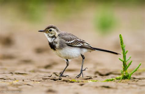 White Wagtail Bird Photo Gallery