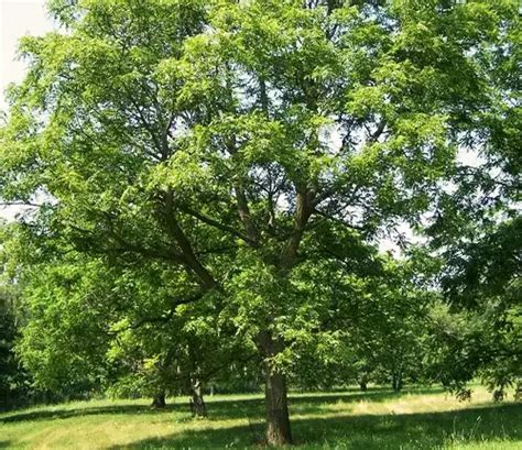 Walnut Tree - Forestry.com