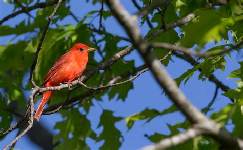 Summer Tanager Prairie Garden Trust