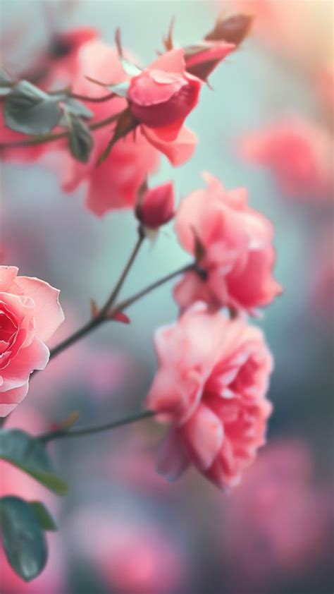 Images Of Rose Flowers Wallpapers K Infoupdate Org