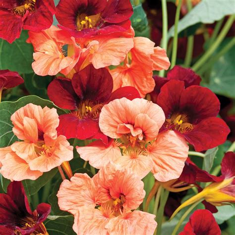 Nasturtium Rumba Mix Seeds Planter Blomster Fr Er