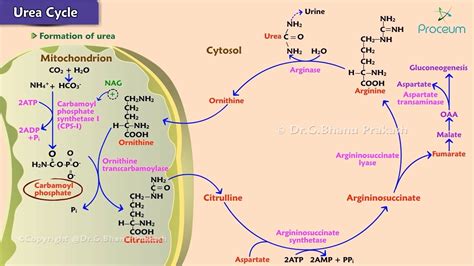 Urea Cycle Biochemistry Animation Site Steps Regulation Energetics