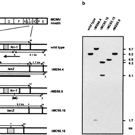 Characterization Of Mcmv Recombinants A Schematic Structure Of