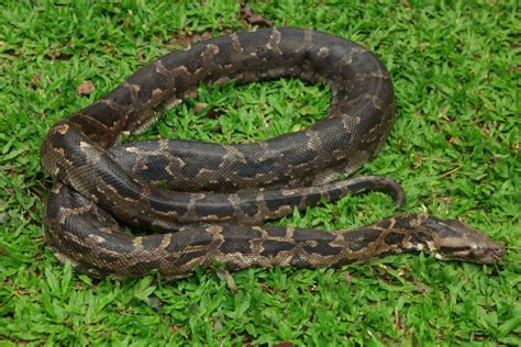 Wild Periyar – Indian Python (Python molurus) | Raxa Collective
