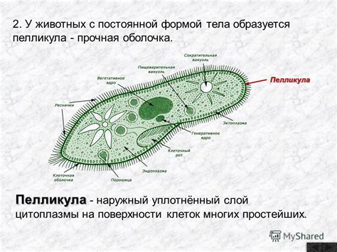Презентация на тему: "1.Выполняют защитную функцию (от повреждений, от ...