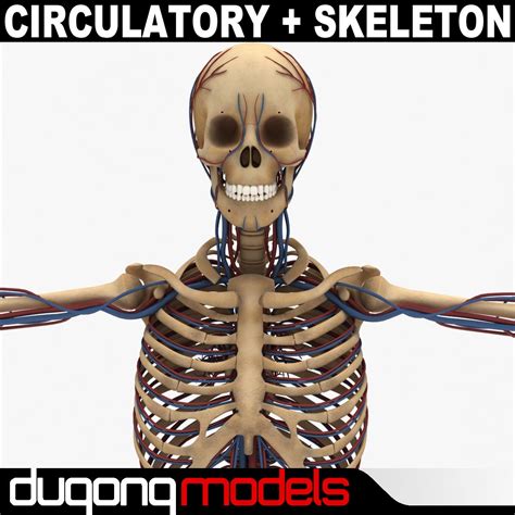 Human Circulatory System 3d Model 39 Fbx Lwo Max Ma Obj Lxo