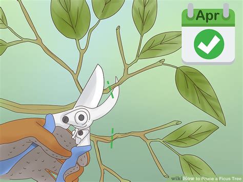 How To Prune A Ficus Tree With Pictures Wikihow