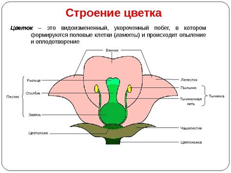 Корень Стебель Ствол Лист Цветок Плоды и семена