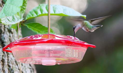 Bird Feeding Tips Tropical Audubon Society Bird Feeders Bird Audubon Society