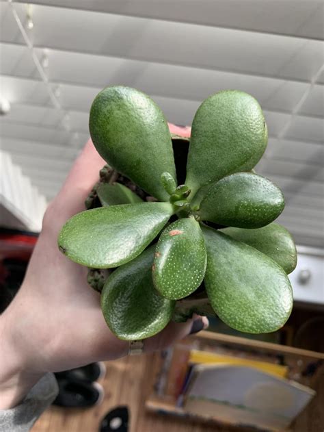 White Dots On My Succulent What Do These Dots Mean They Showed Up Over The Last Few Days This