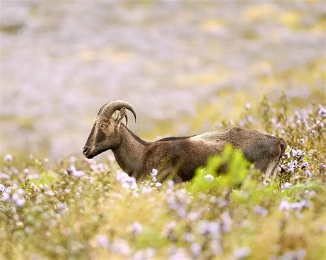 Nilgiri Tahr - Facts, Diet, Habitat & Pictures on Animalia.bio