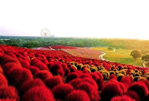 Hitachi Seaside Park In Hitachinaka Ibaraki Japan Lukas Gilmore