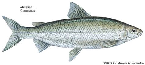Whitefish | Freshwater, Species, Diet | Britannica