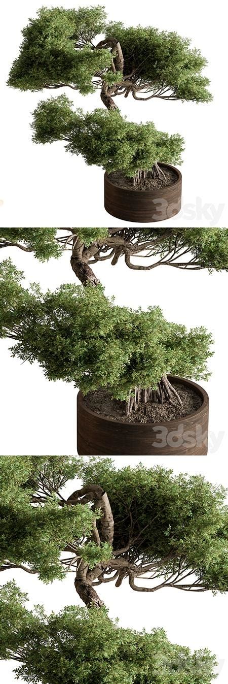 indoor Plant 626 - Bonsai Plant : Down3Dmodels