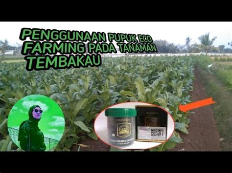 Penggunaan Pupuk Eco Farming Pada Tanaman Tembakau Youtube