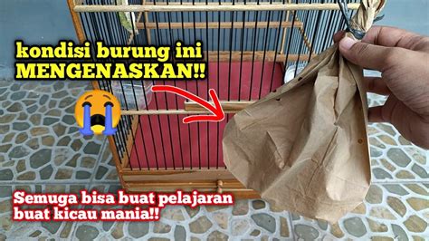 Jangan Mudah Percaya Sama Orang Saat Beli Burung Ini Contohnya Youtube