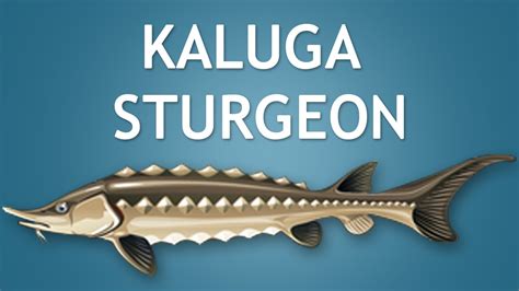 Elltharis - KALUGA STURGEON (5★) - YouTube