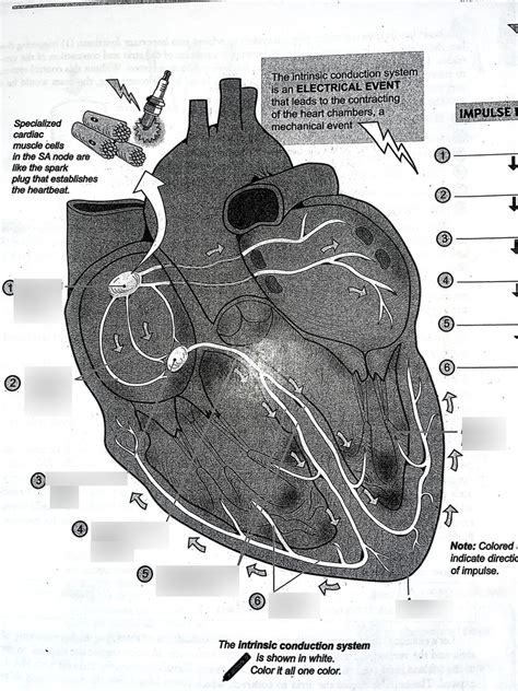 Electrical Event In Heart Diagram Quizlet