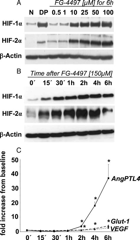 Induction Of HIF And HIF Target Genes By FG 4497 In Human Proximal