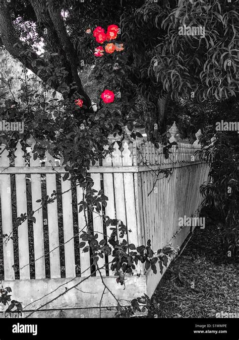 White Picket Fence And Roses Stock Photo Alamy