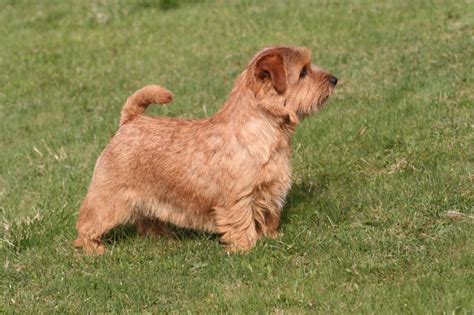 Norfolk Terrier Breed Guide Learn About The Norfolk Terrier