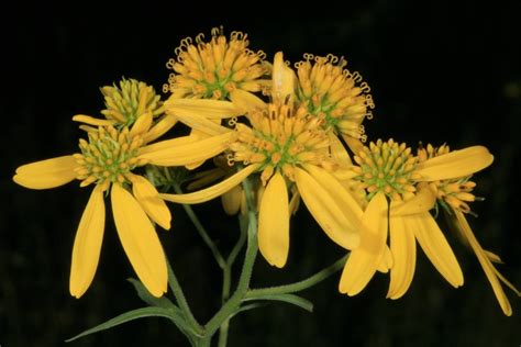 Wingstem Flora And Fauna Of North Carolina · Inaturalist