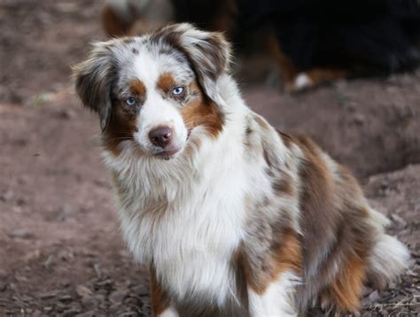 Cross L’s Red Hot Lava Of Dodge City (Sienna) | Dodge City Mini's