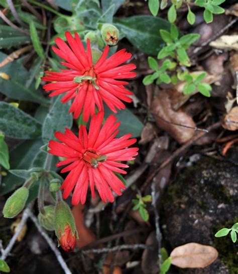 Plantfiles Pictures Silene Species California Indian Pink Cardinal