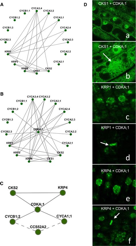 Binary Protein Protein Interaction Analysis By The Bifc Assay A And B