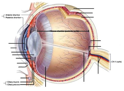 Diagram of eyeball | Quizlet