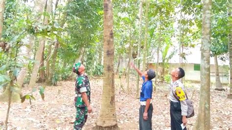 Jatuh Dari Pohon Penderes Warga Pernasidi Meninggal