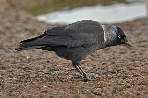 Details Nordic Jackdaw Birdguides