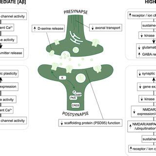 Dysregulation Of Cellular Processes In Reactive Astrocytes The Figure