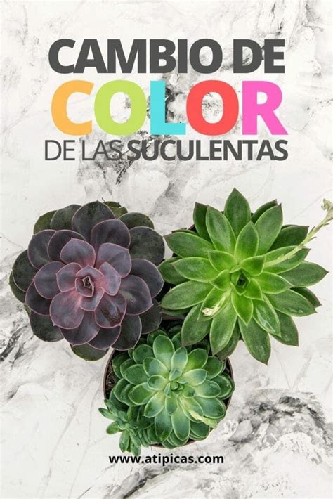 Three Succulents In A Pot With The Words Cambio De Color Del Las Sueluentas