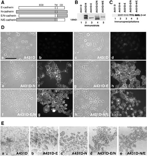 Expression Of E N And N E Cadherin In A D Cells A Chimeric