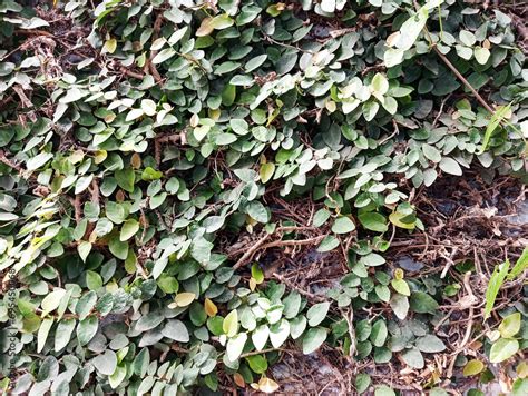 Climbing Fig Leaves Or Ficus Pumila Commonly Known As The Creeping Fig