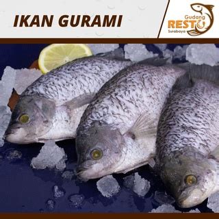 Jual Ikan Gurami Segar Utuh Kg Isi Ekor Ikan Gurami Fresh Gudang