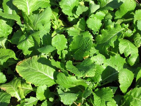 Farmgirl Fare Lowly Turnips Are Tip Top In The Garden How To Grow