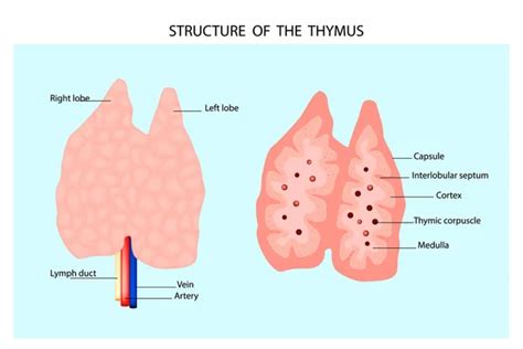 Thymus gland anatomy — Stock Vector © edesignua #44268637