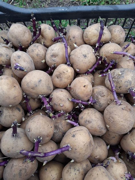 Картопля Рівєра рання: 500 грн. - Продукти харчування / напої Миргород ...