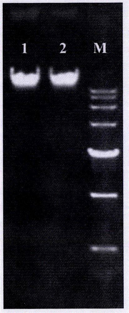 一种简便、高效且通用的植物叶绿体基因组测序方法与流程